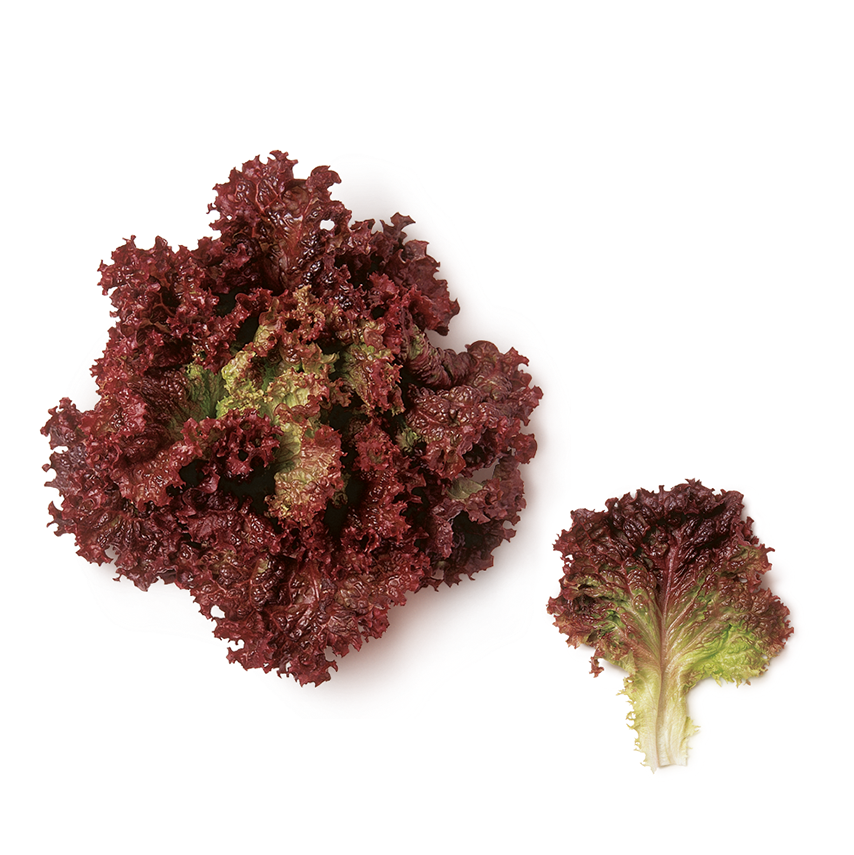 Lolorosso (Red Curled Leaf)