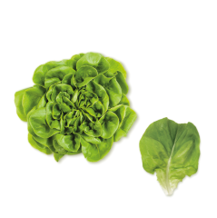Ekspres Salata Yeşil (Salanova Green)