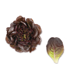 Ekspres Salata Kırmızı (Salanova Red)
