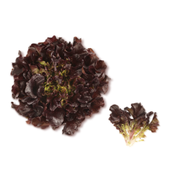 Palamut (Red Oak Leaf)