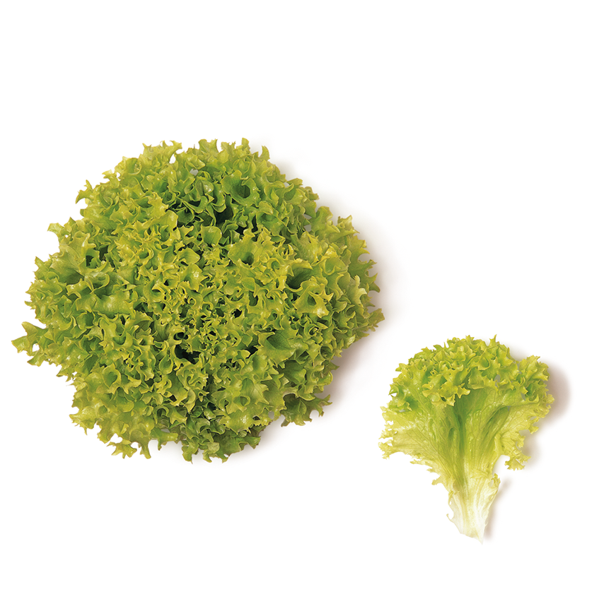 Yeşil Lolorosso (Green Curled Leaf)