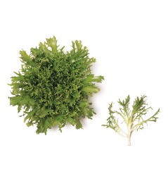 Endivyen (Endive)