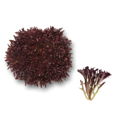 Kırmızı Endivyen (Red Endive)