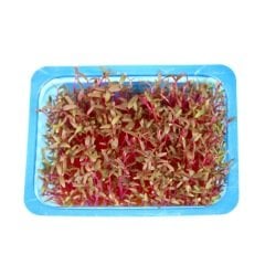 Amaranth Filizi (Scarlet Cress)