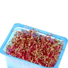 Amaranth Filizi (Scarlet Cress)