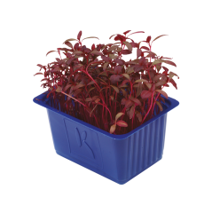 Amaranth Filizi (Scarlet Cress)