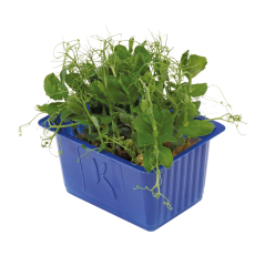 Bezelye Filizi (Afilla Cress)