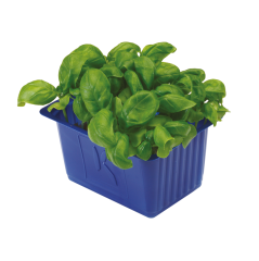 Fesleğen Filizi (Basil Cress)