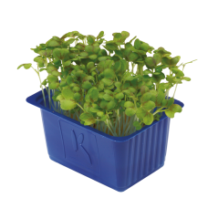 Hardal Filizi (Mustard Cress)