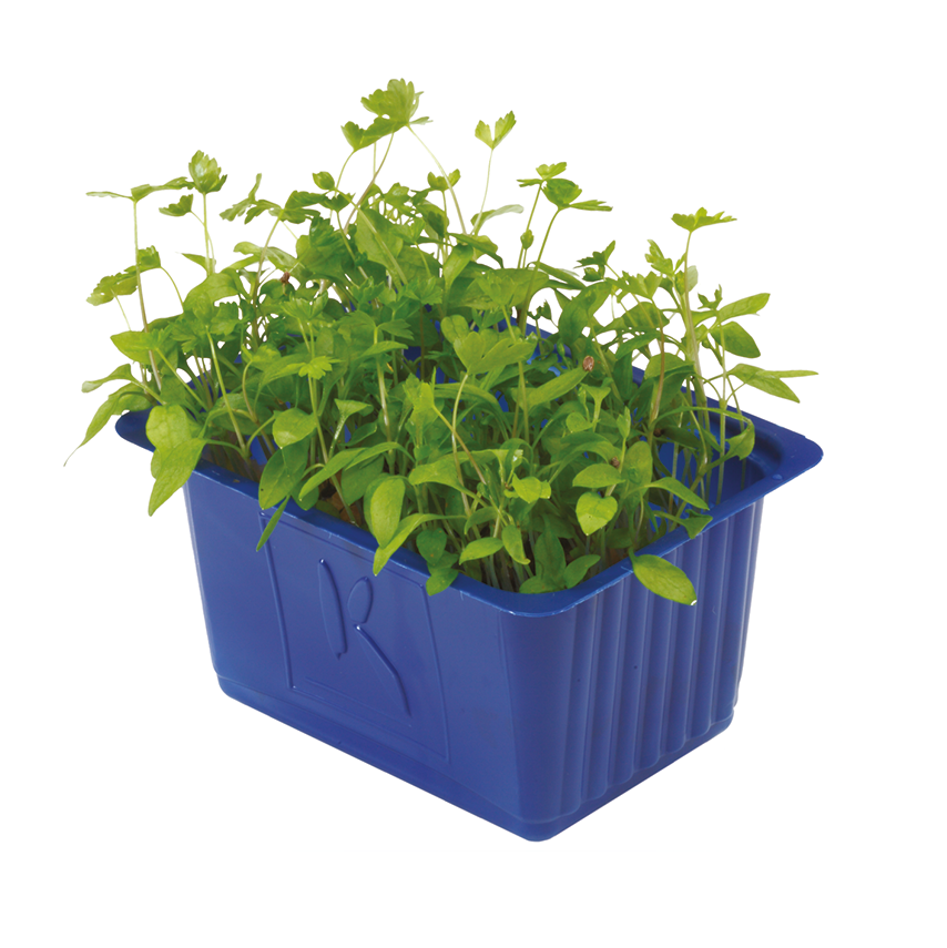 Kereviz Filizi (Celery Cress)