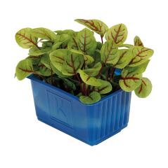 Kırmızı Kuzu Kulağı Filizi (Vene Cress)
