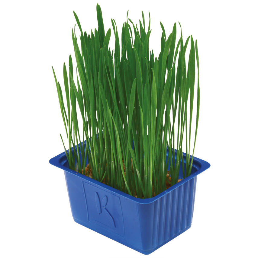 Buğday Filizi (Wheat Cress)
