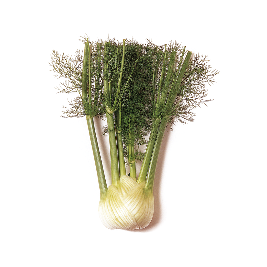 Fencel Rezene (Fennel)