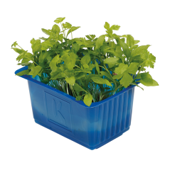 Maydanoz Filizi (Persinette Cress)