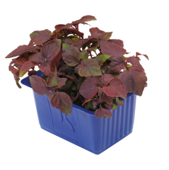 Kırmızı Perilla (Shiso Red)