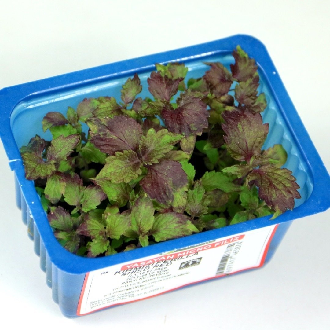 Kırmızı Perilla (Shiso Red)