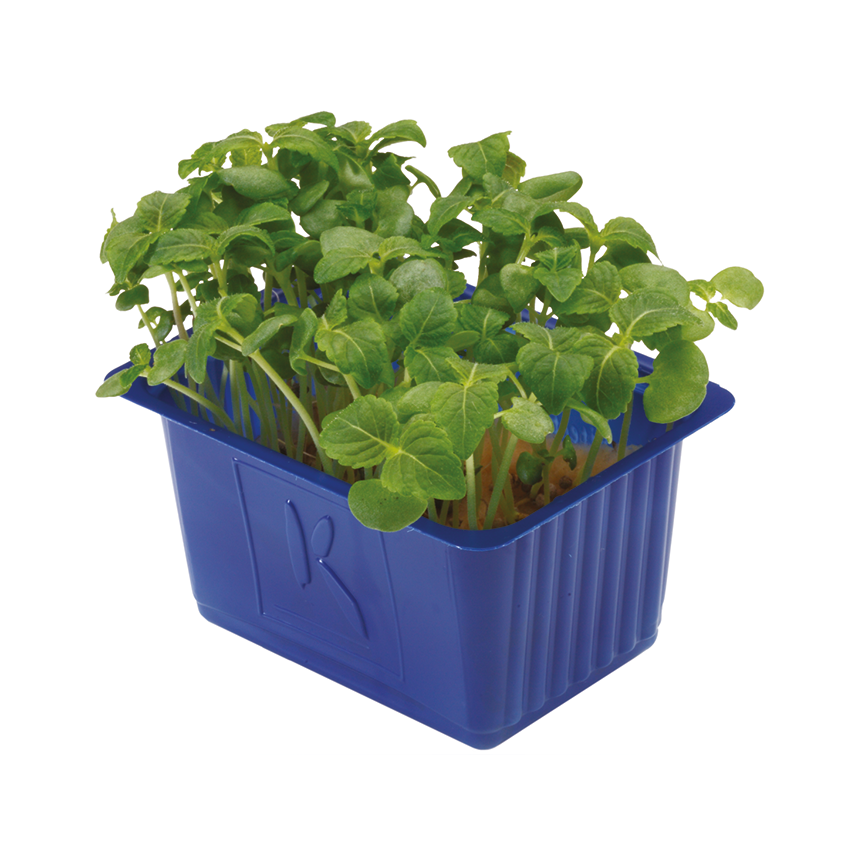Yeşil Perilla Filizi (Shiso Green)