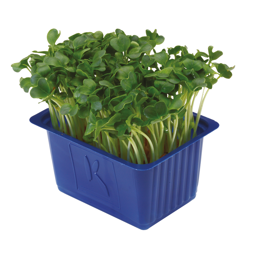 Yeşil Turp Filizi (Daikon Cress)