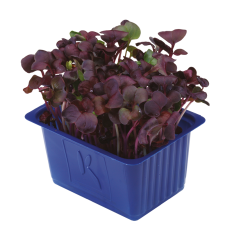 Kırmızı Turp Filizi (Sakura Cress)