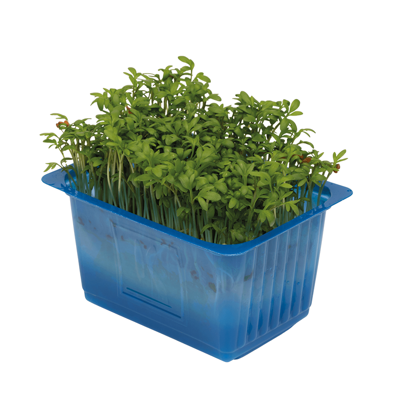 Tere Filizi (Garden Cress)