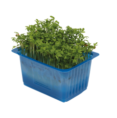 Tere Filizi (Garden Cress)