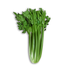 Sap Kereviz (Celery)