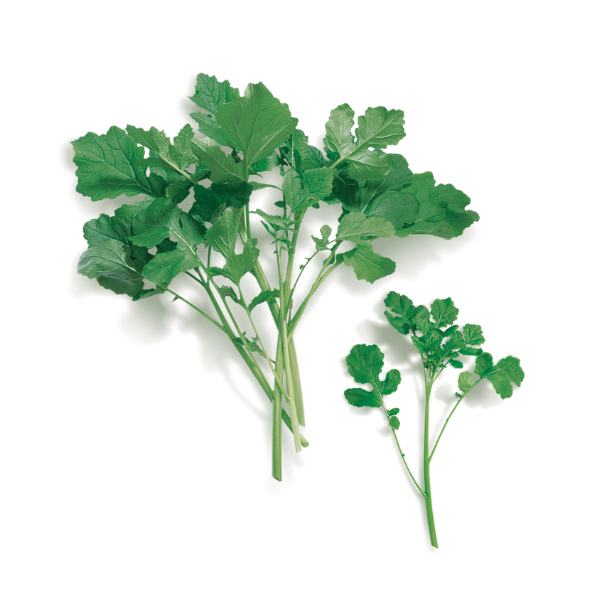 Hardal Otu (Wild Mustard)
