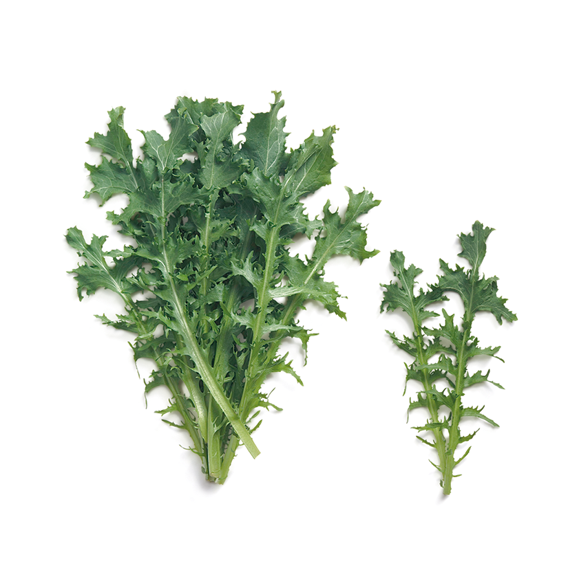 Radika Tatlı (Sweet Dandelion)