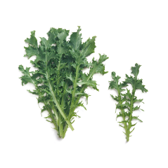 Radika Tatlı (Sweet Dandelion)