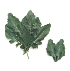 Turp Otu (Wild Radish)