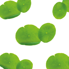 Latin Çiçeği Yaprağı (Latin Flower Leaf)
