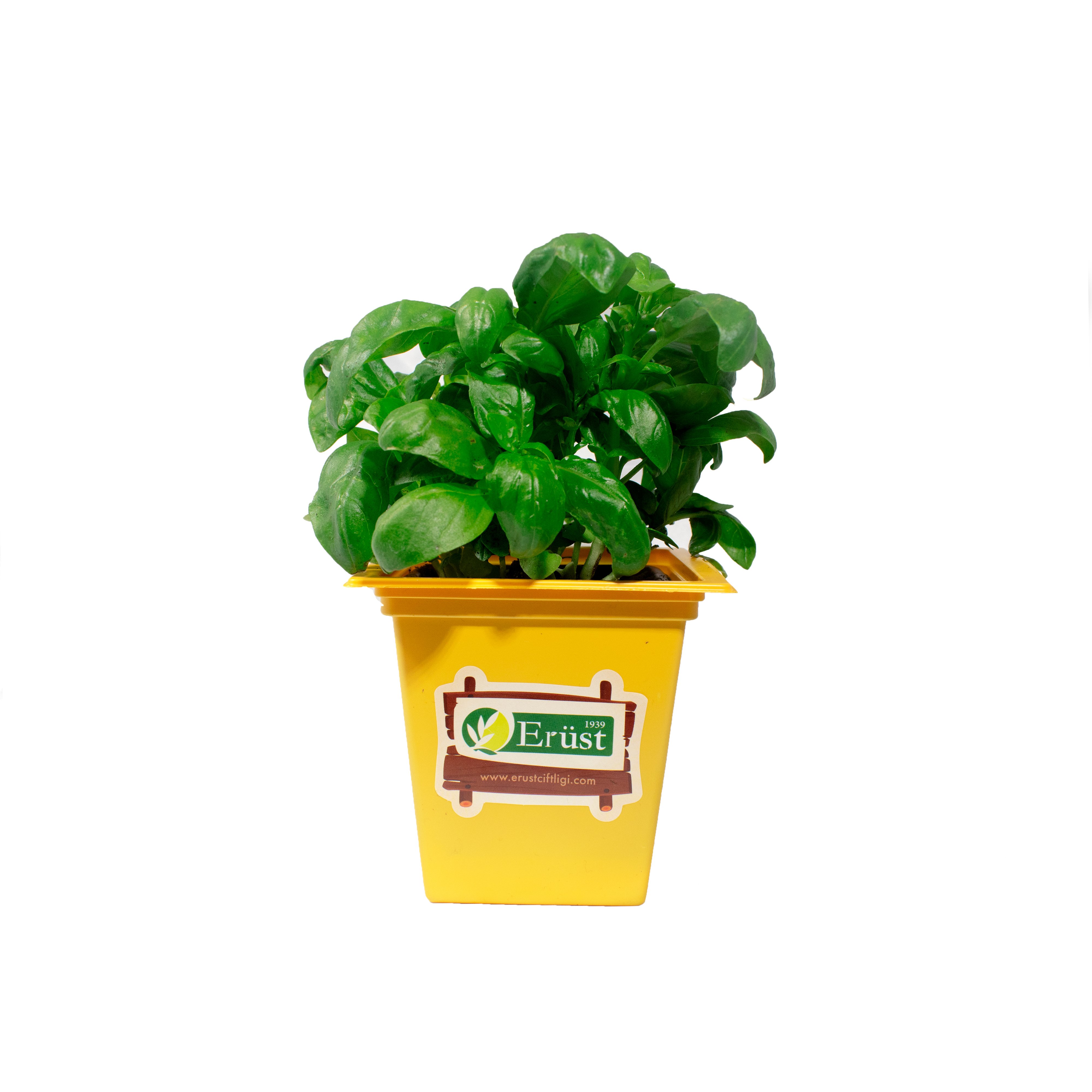 Saksı Fesleğen (Potted Basil)