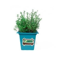 Saksı Kekik (Potted Thyme)