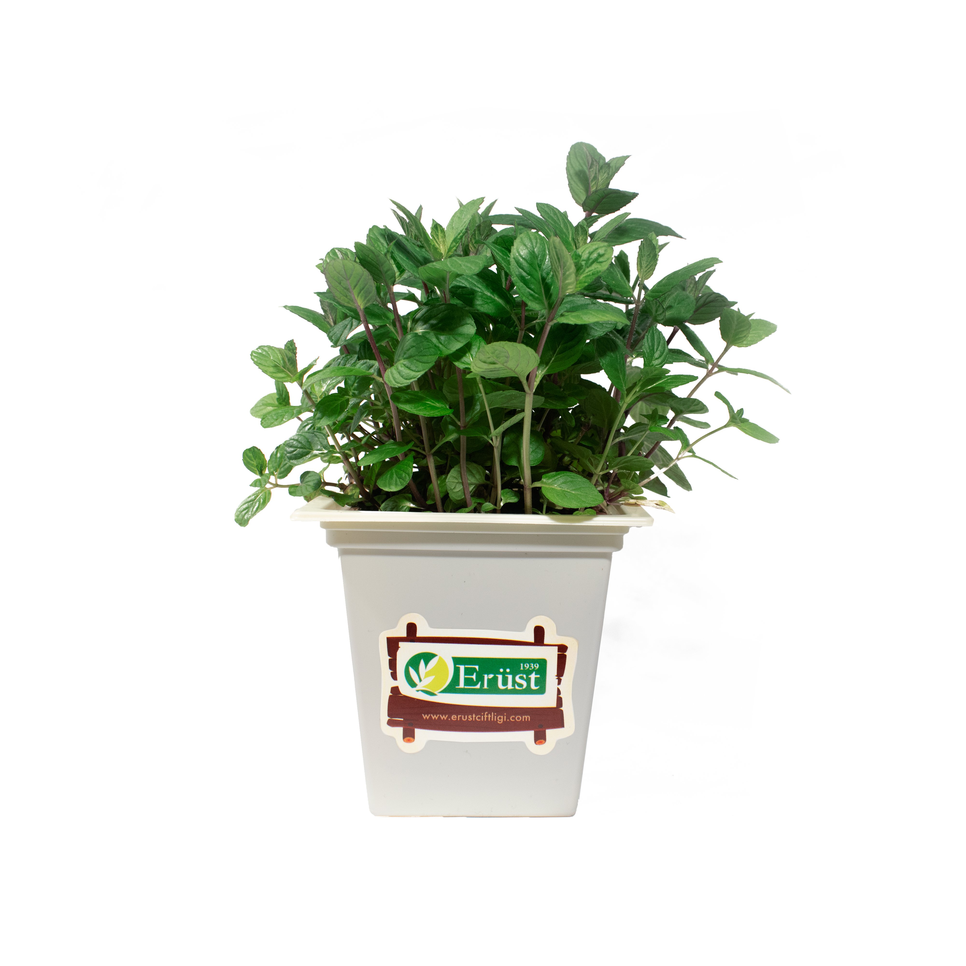Saksı Nane (Potted Mint)