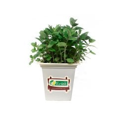 Saksı Nane (Potted Mint)