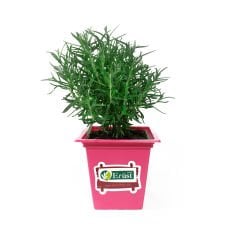 Saksı Rozmarin Biberiye (Potted Rosemary)