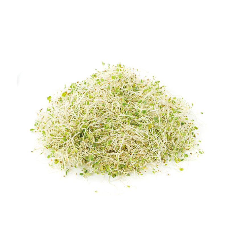 Yonca Sebze Filizi (Alfa Alfa Sprouts)
