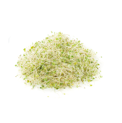 Yonca Sebze Filizi (Alfa Alfa Sprouts)
