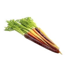 Renkli Havuç (Colorful Carrots) - 12\'li