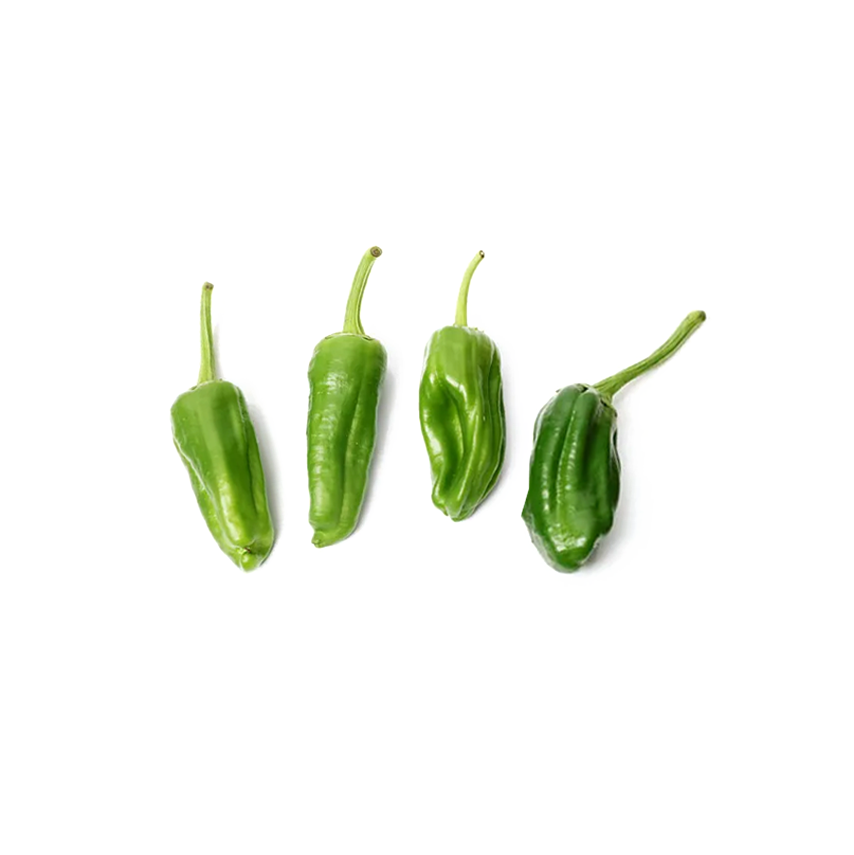 Tatlı Padron Biber (Sweet Padron Pepper)