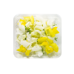 Aslanağzı Çiçeği (Antirrhinum)