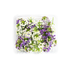 Kral Tacı Çiçeği (Alyssum Royal Carpet)