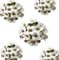 Kral Tacı Çiçeği (Alyssum Royal Carpet)