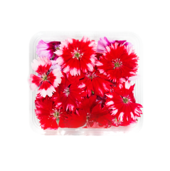 Mini Karanfil Çiçeği (Baby Carnation)
