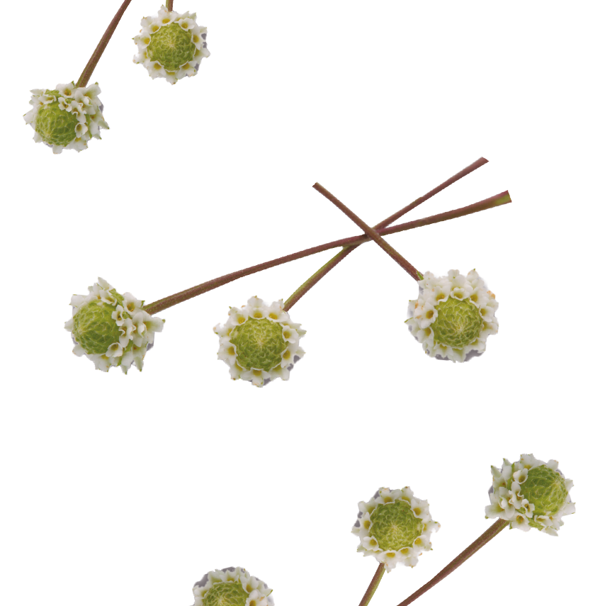 Tatlı Bahar Çiçeği (Dushi Buttons)