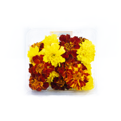 Mini Kadife Çiçeği (Marigold)