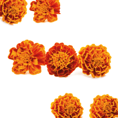Mini Kadife Çiçeği (Marigold)