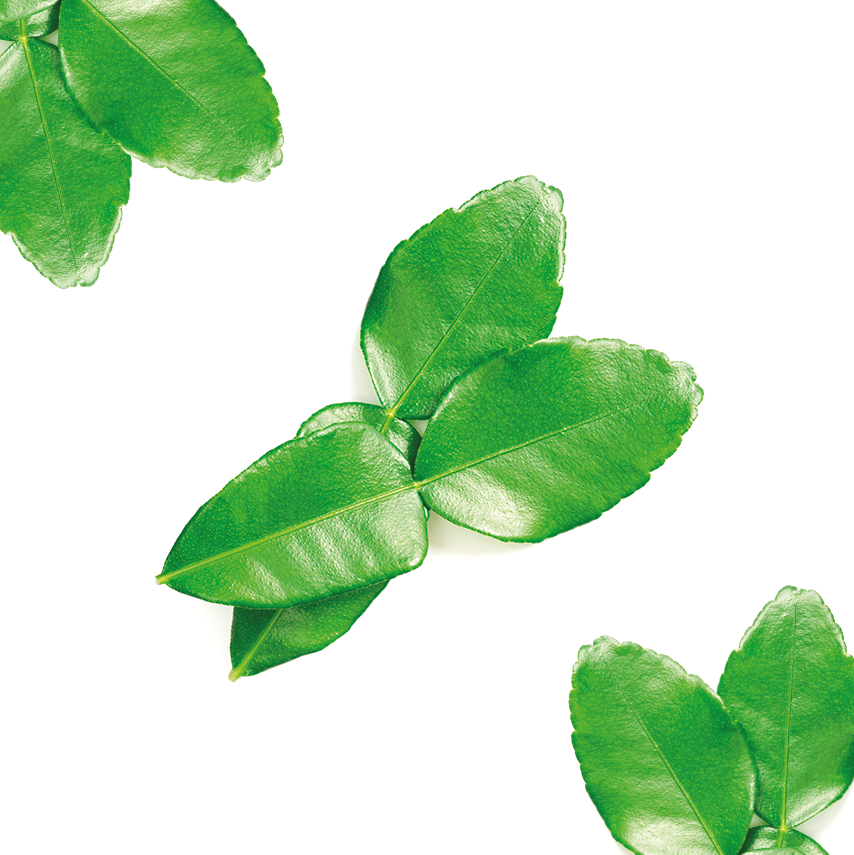Lime Yaprağı (Lime Leaf)