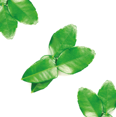 Lime Yaprağı (Lime Leaf)