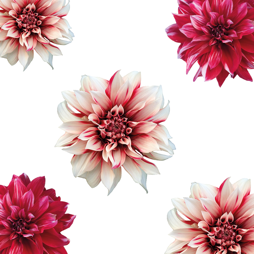 Yıldız Çiçeği (Dahlia)